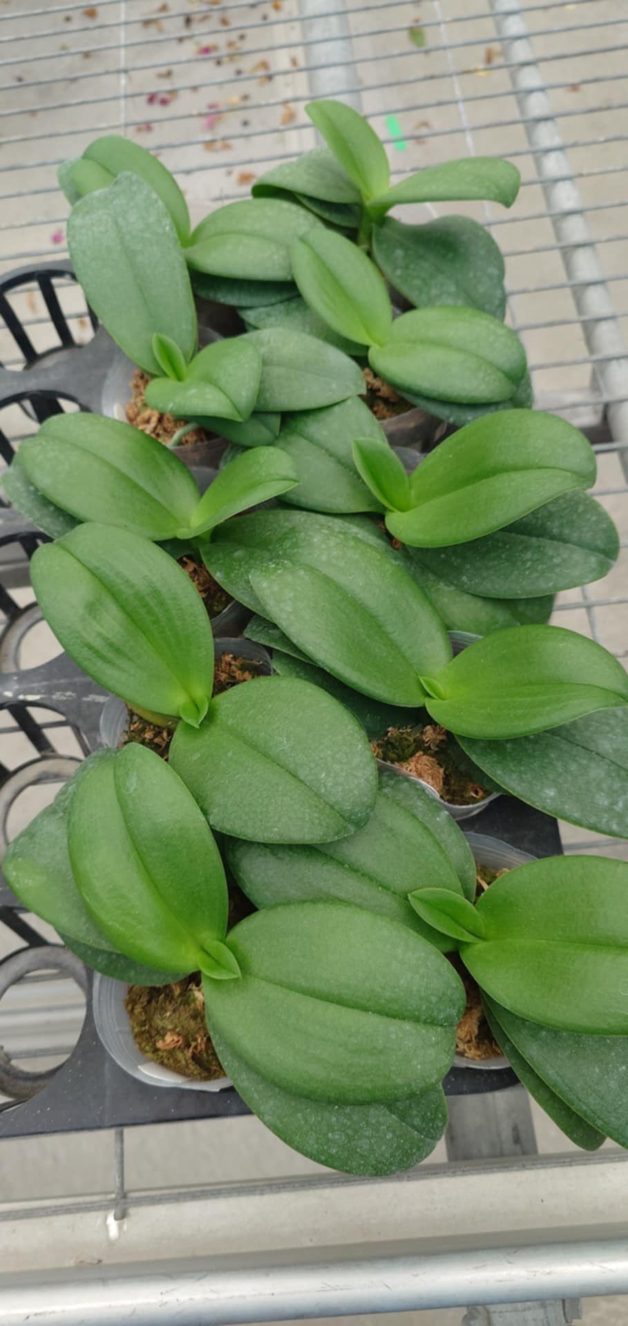 Phal. Reyoung Ultra Violet "紫鴛"