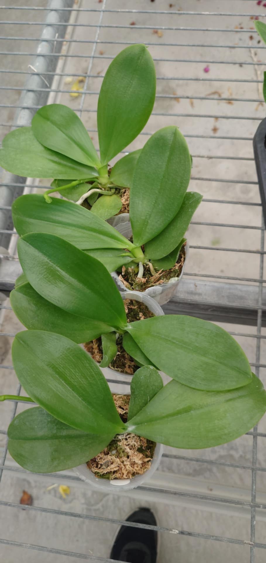 YL108 - Phal. Rainbow Falconer