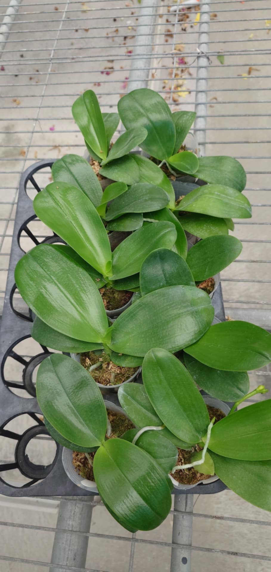 Young Phalaenopsis Orchid Hybrid Seedlings in 2.5-inch pots, ready for blooming; perfect for home and garden plant enthusiasts.