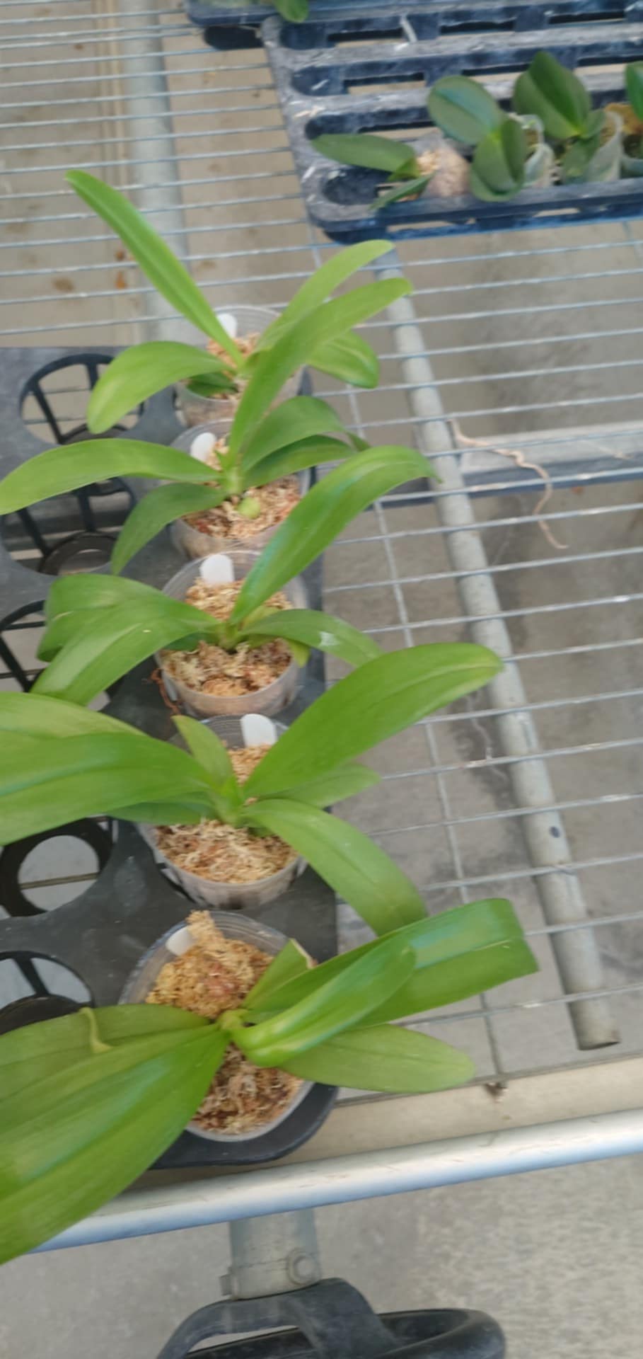 Phal. pantherina "Chiba" X self