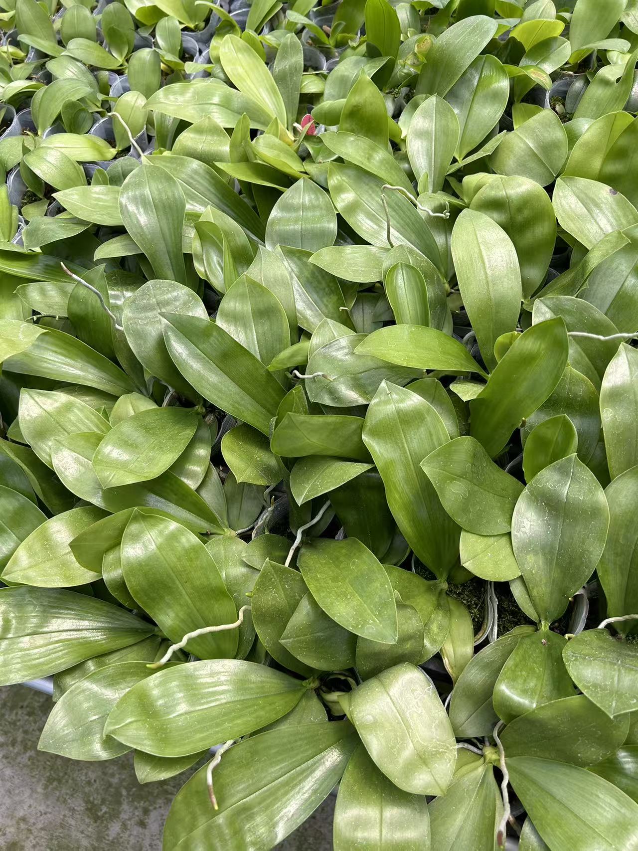 Phalaenopsis Fimode Orchid seedlings in 2.5-inch pots with lush green leaves, ideal for home and garden plant collections.
