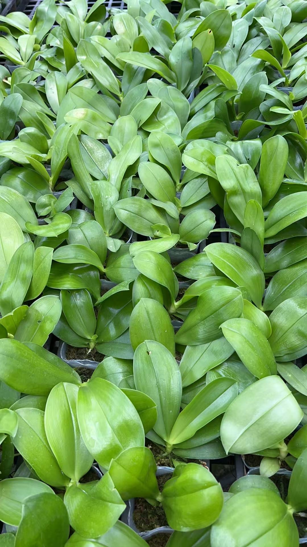 Bloom size seedlings of BKH2361 Phalaenopsis Orchid Plants in 2.5-inch pots, ready for import with moss, perfect for home and garden orchid enthusiasts.