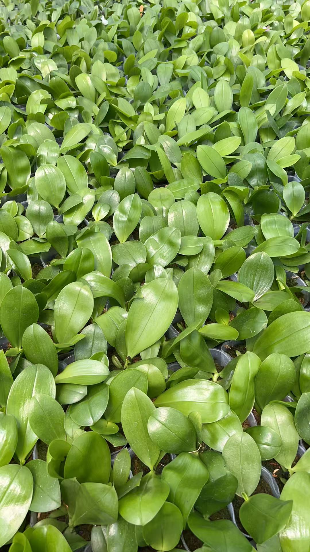 Young Phalaenopsis Mituo Golden Tiger Orchid plants in 2.5 inch pots, ready for home gardens or orchid enthusiasts' collections.
