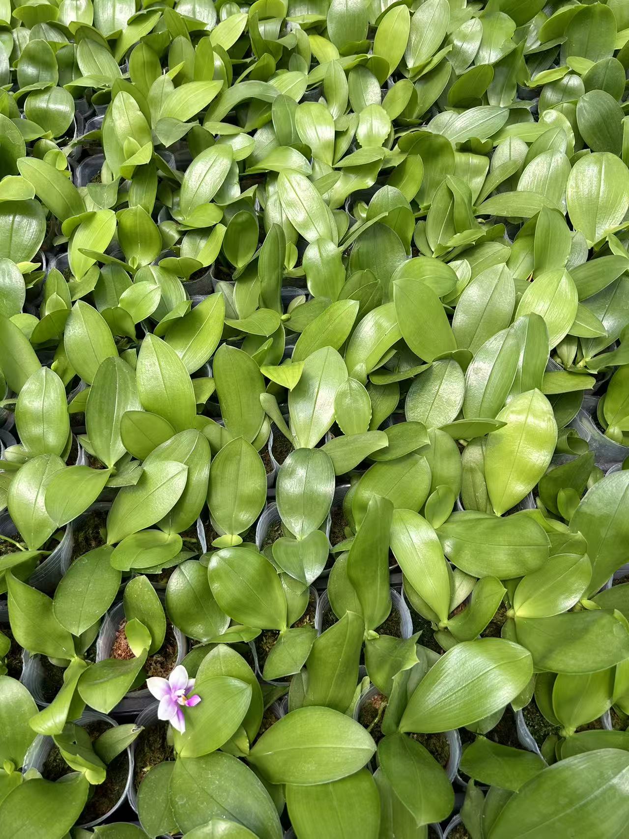 HCorchids