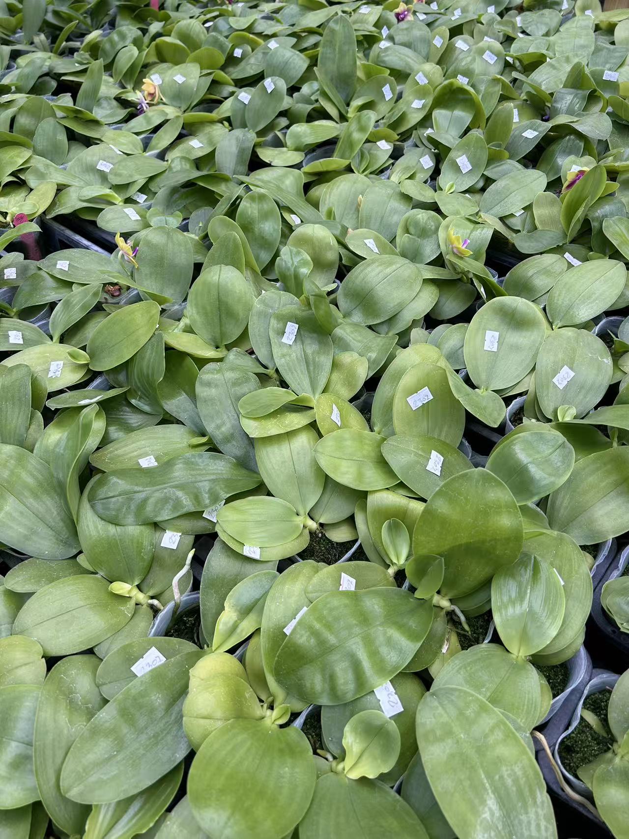 Tray of Phal. Yang Yang Pink Mary x Phal. Yaphon Batman orchid seedlings in 2.5 inch pots, ideal for home and garden plant collectors. Limited stock available.
