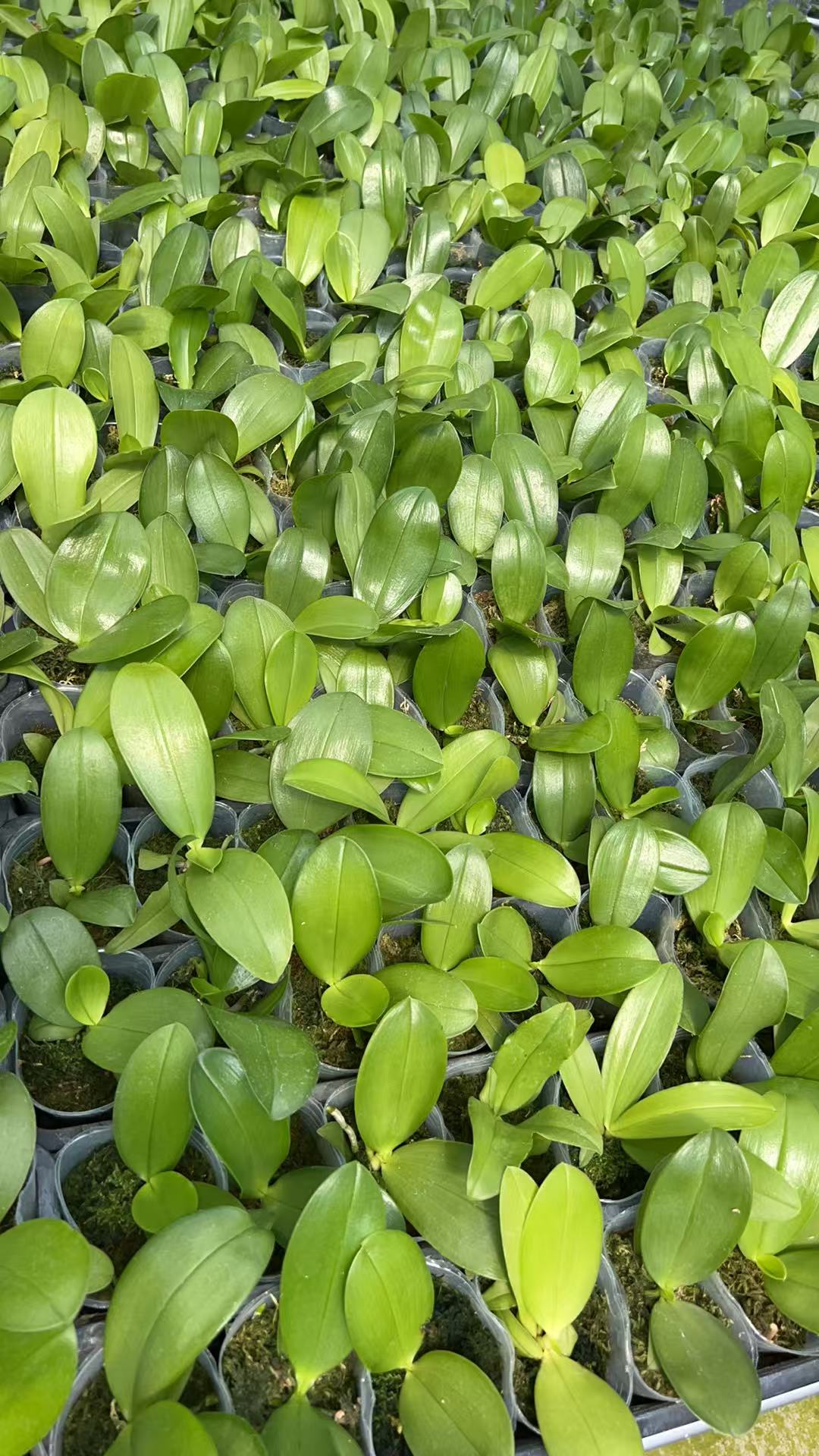 HCorchids