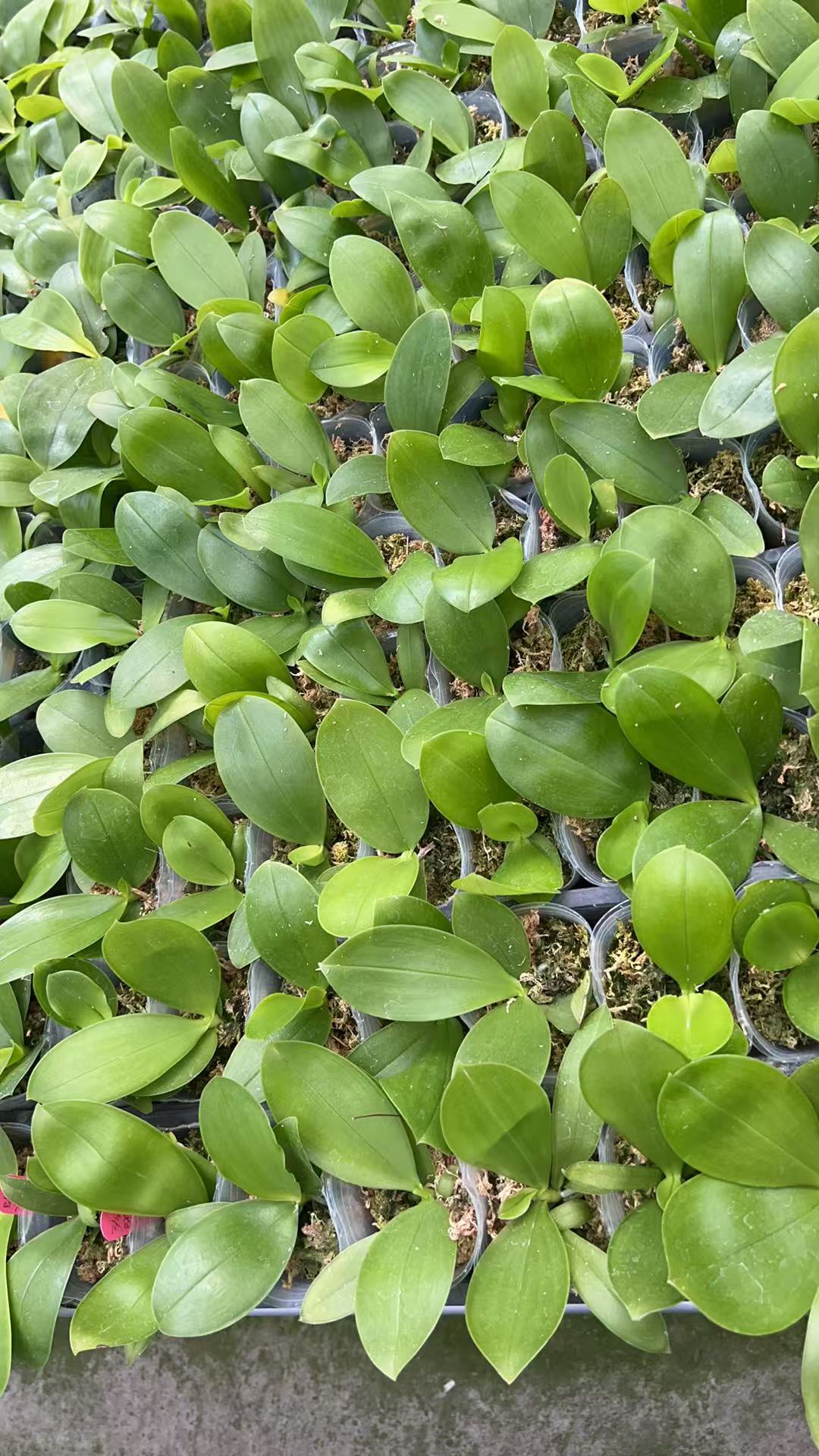 BKH2379 - Orchid Seedling in 2.5 inch bloom size pots, healthy Phalaenopsis seedlings arranged in a nursery tray, ready for home gardening.