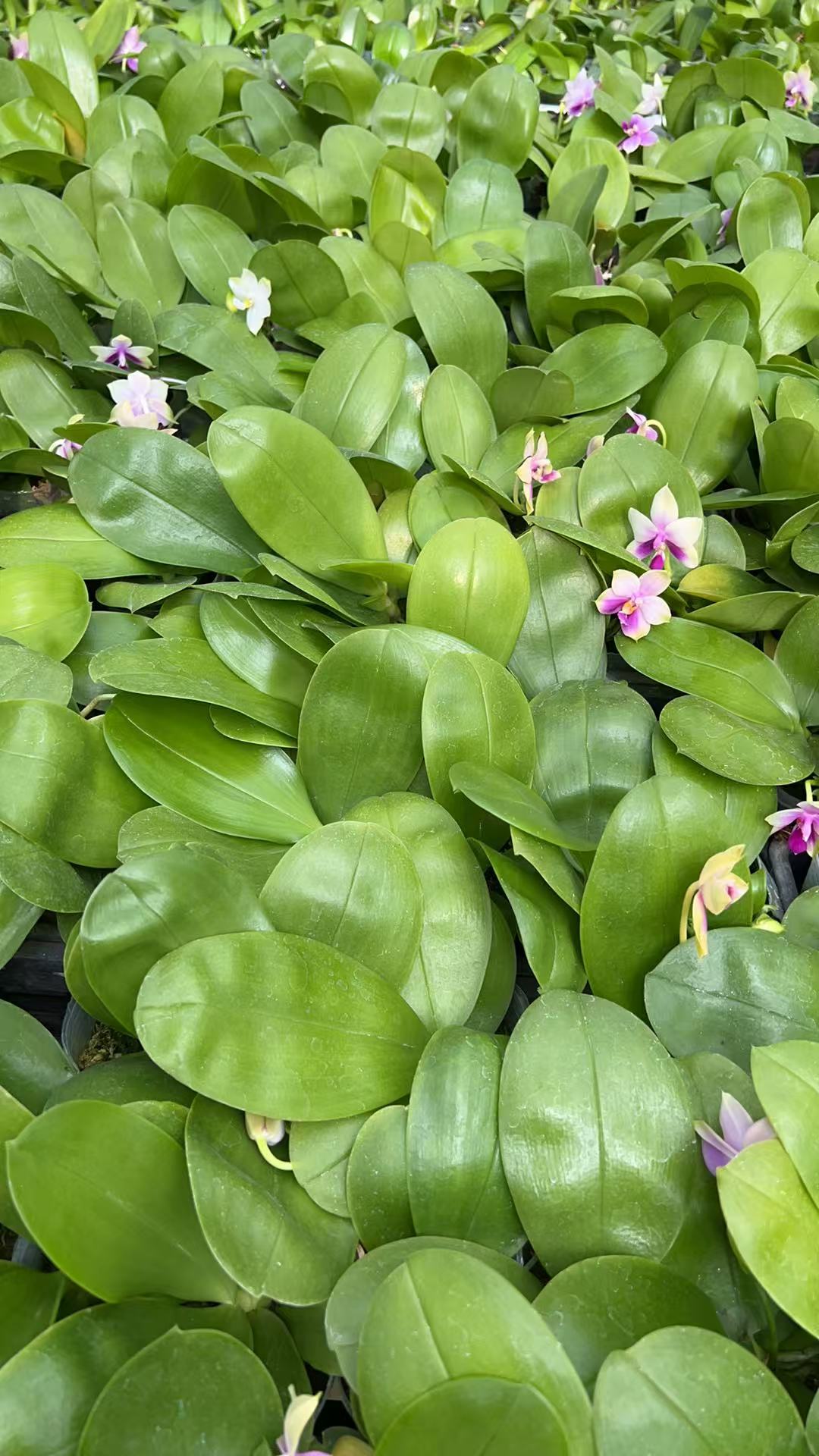 Bloom-size BKH2353 Phalaenopsis orchid seedlings in 2.5-inch pots with lush green leaves, perfect for home and garden plant enthusiasts.