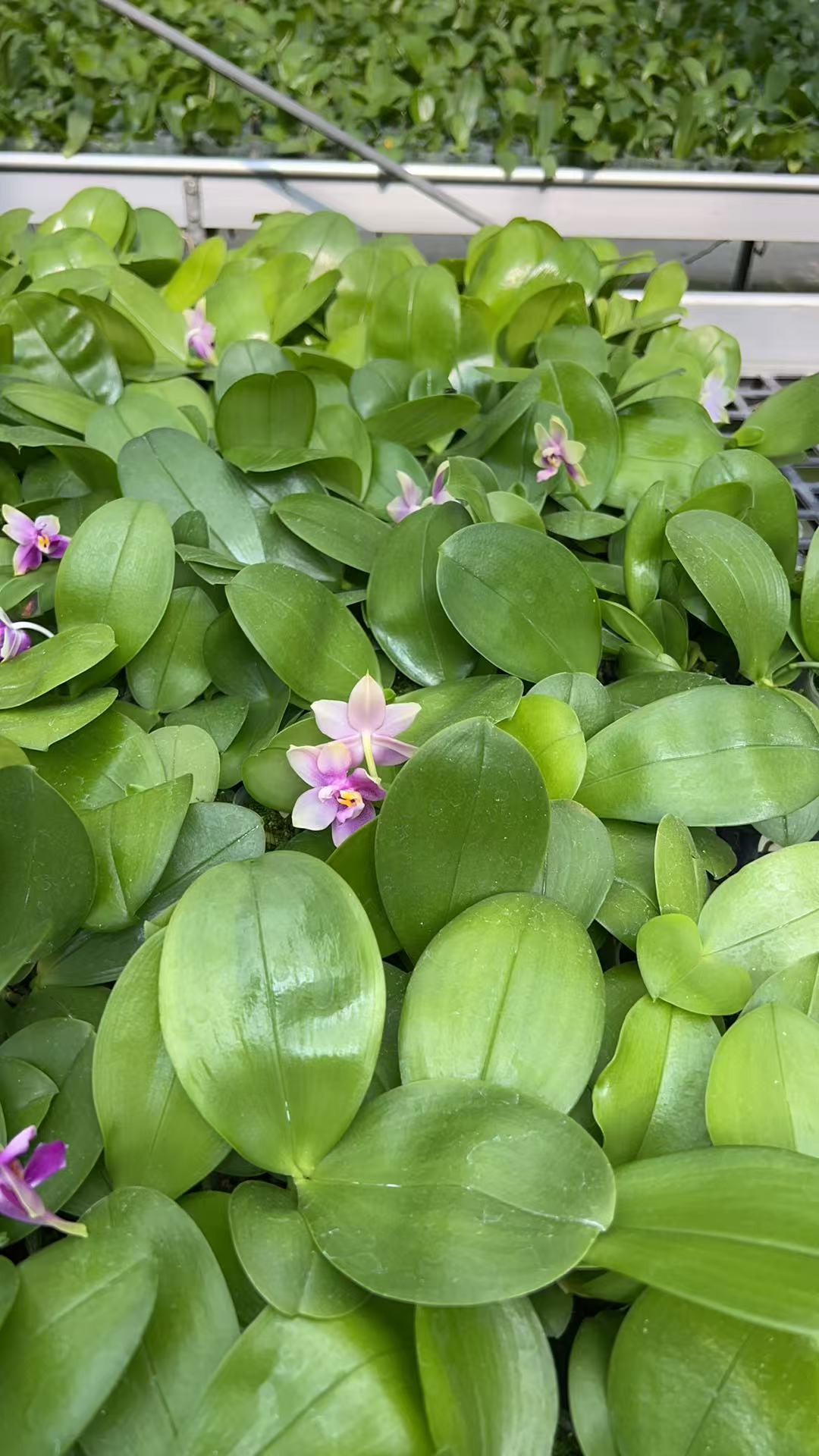 Phal Orchid Hybrid Seedling - BKH2364 in 2.5 inch pots with lush green leaves and emerging blooms, perfect for home and garden décor.