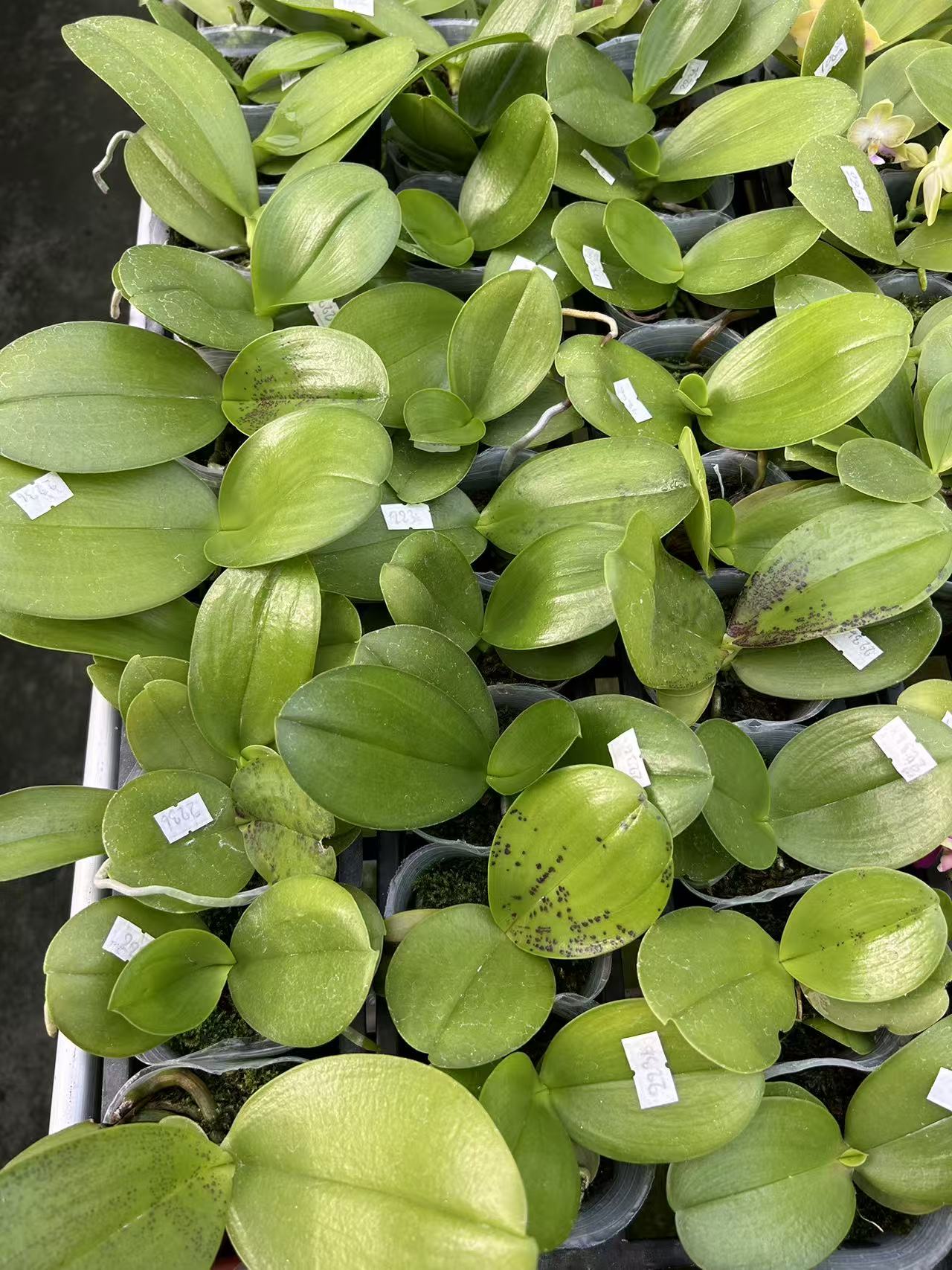 Tray of Phalaenopsis Seedling Orchids BKH2238 in 2.5-inch pots with healthy green leaves, ideal for indoor plant collectors and orchid growers.