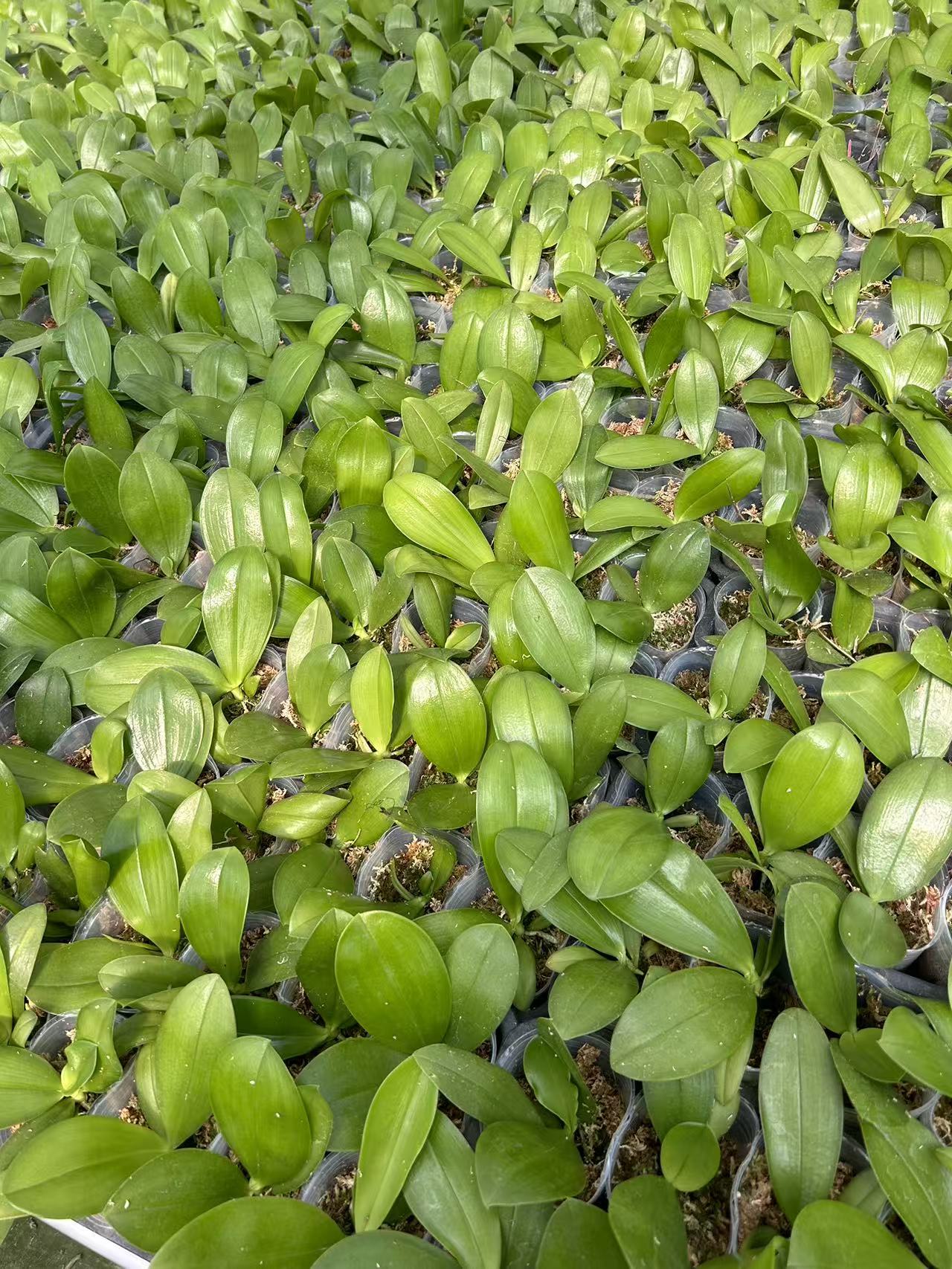 Tray of Phalaenopsis Penang Jewel Seedlings in 2.5 inch pots with lush green leaves, ideal potted houseplants for orchid collectors and enthusiasts.