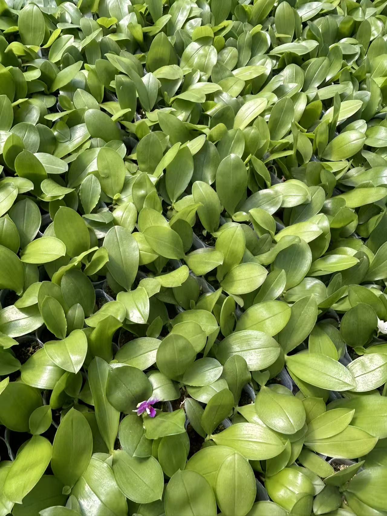 Phal. Orchid - Bangkok Orchids Seedling in 2.5 inch pots, showing lush green foliage with one seedling beginning to bloom, perfect for home gardens.