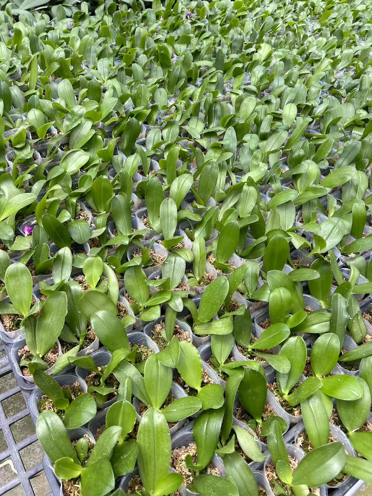 Phal Orchid Seedling Plant from Bangkok Orchids in 2.5 inch pots, young green seedlings arranged in rows for home and garden use.