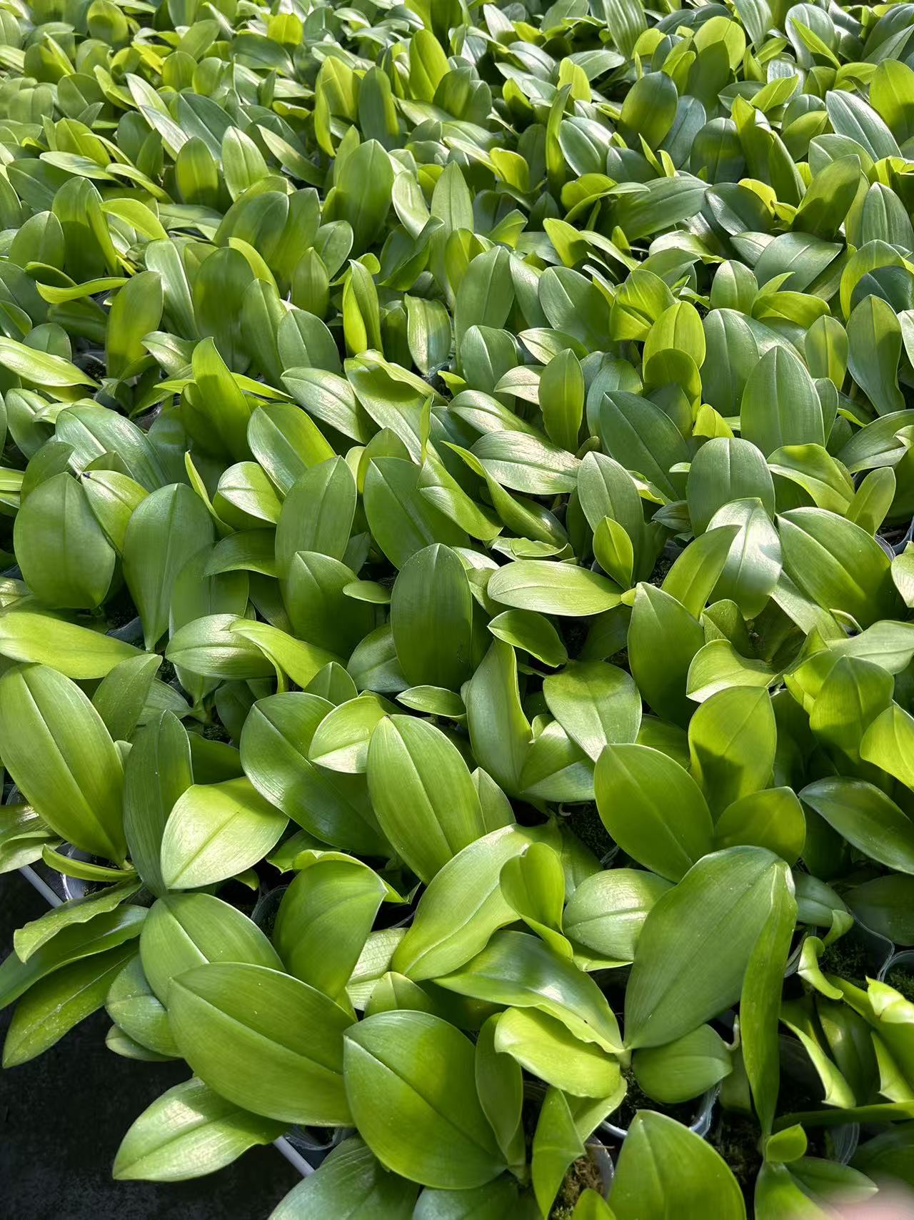 Phalaenopsis Orchid Seedlings BKH2334 in 2.5-inch pots with lush green leaves, ready for home and garden planting from Bangkok Orchids.