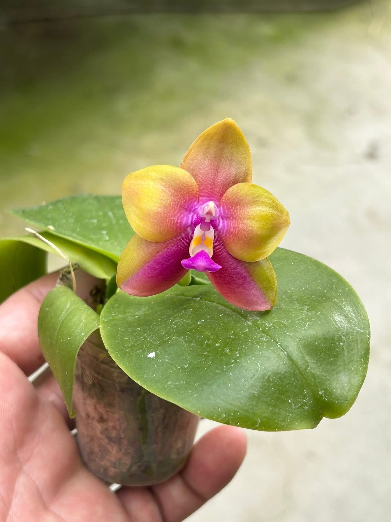 BKH2324 - Phal. (Yaphon Batman X YangYang Pink Mary) ‘Dragon#3’ x Phal. Dragon Tree Eagle ‘T168’