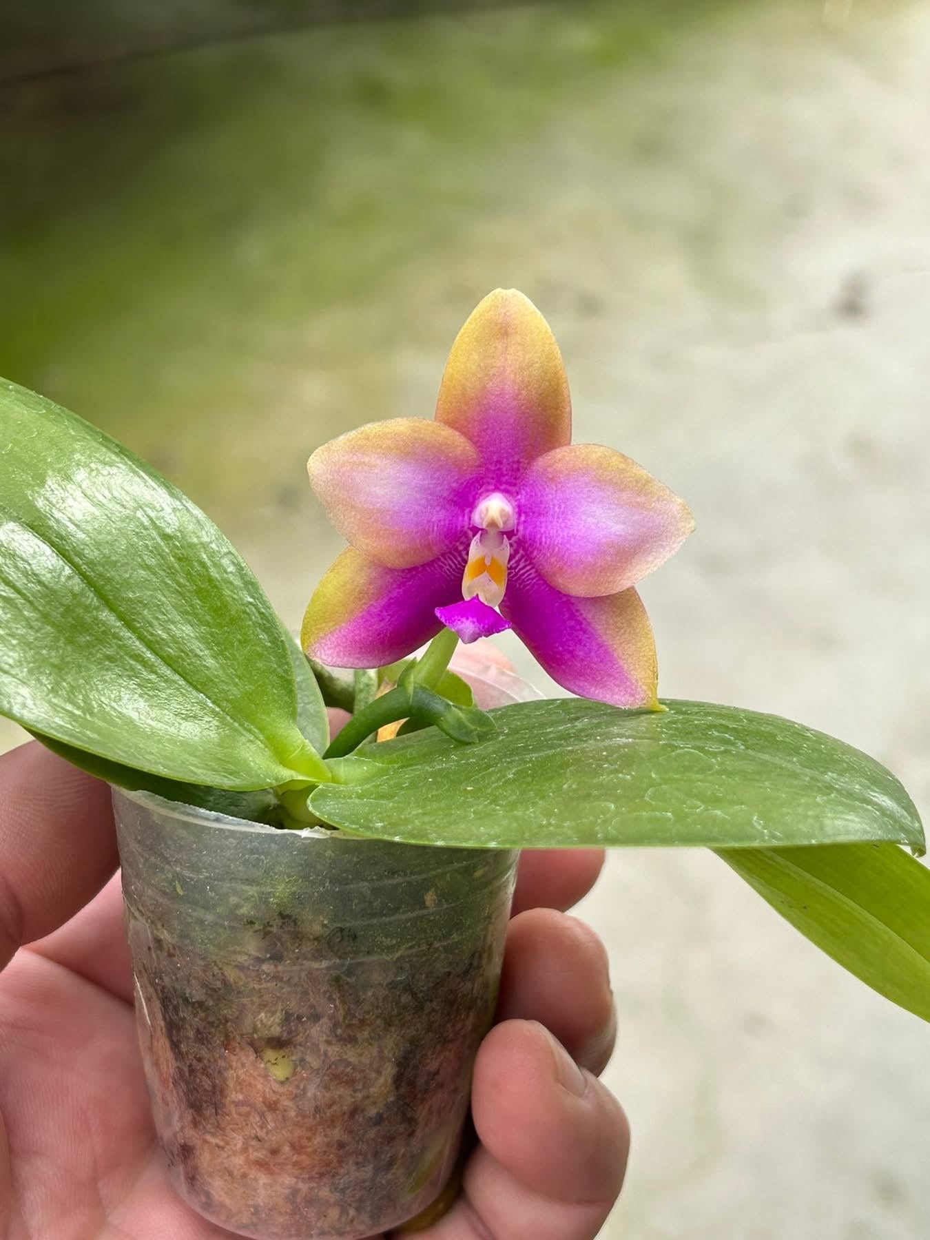 BKH2324 - Phal. (Yaphon Batman X YangYang Pink Mary) ‘Dragon#3’ x Phal. Dragon Tree Eagle ‘T168’