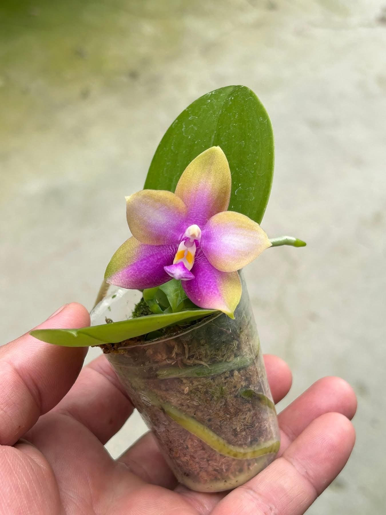 BKH2324 - Phal. (Yaphon Batman X YangYang Pink Mary) ‘Dragon#3’ x Phal. Dragon Tree Eagle ‘T168’