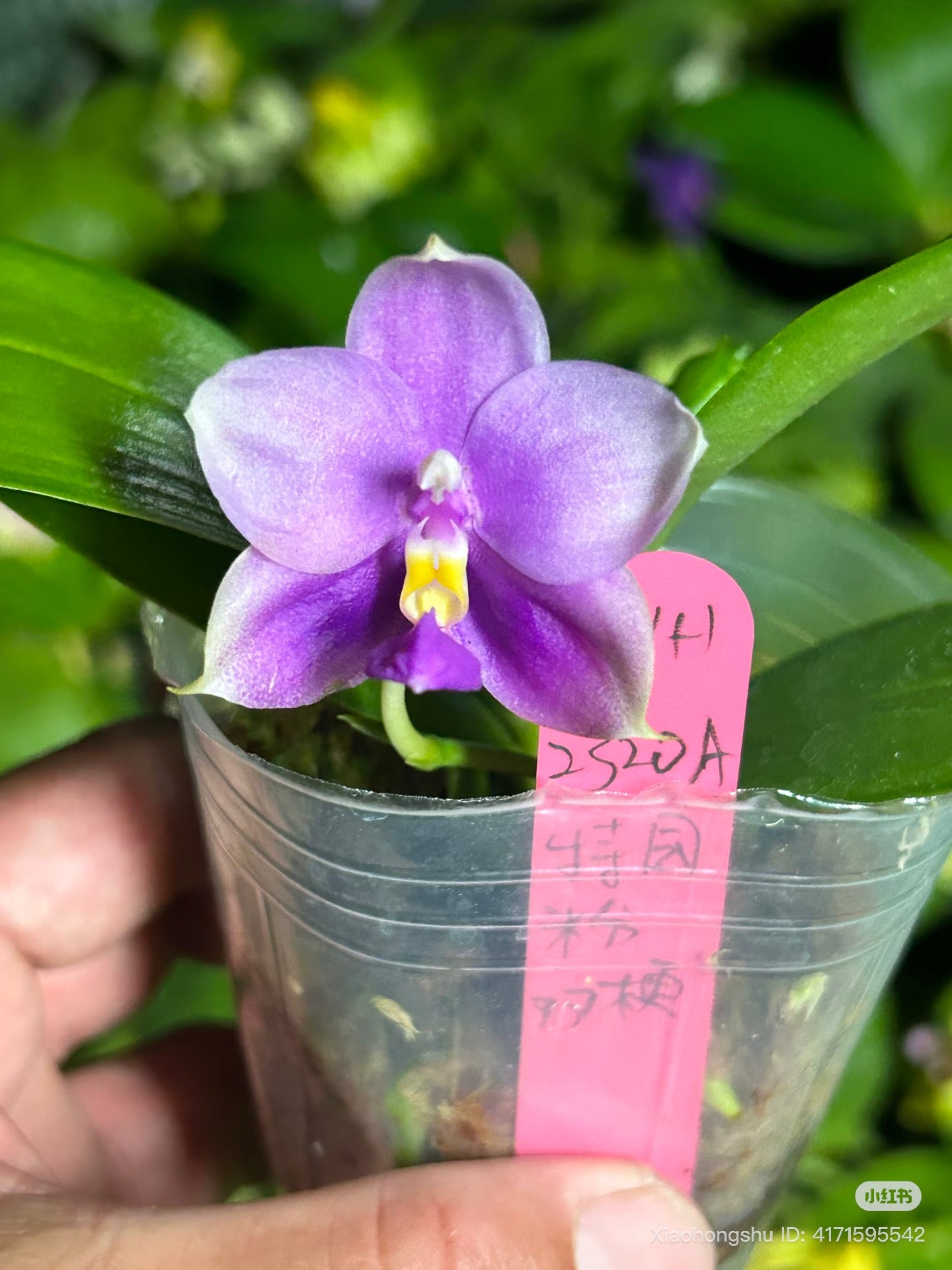 BKH2320A - Phal. Penang Violecea 'BK forest' x Phal. (Penang Jewel X (Yaphon Super Jaguar x Samera))