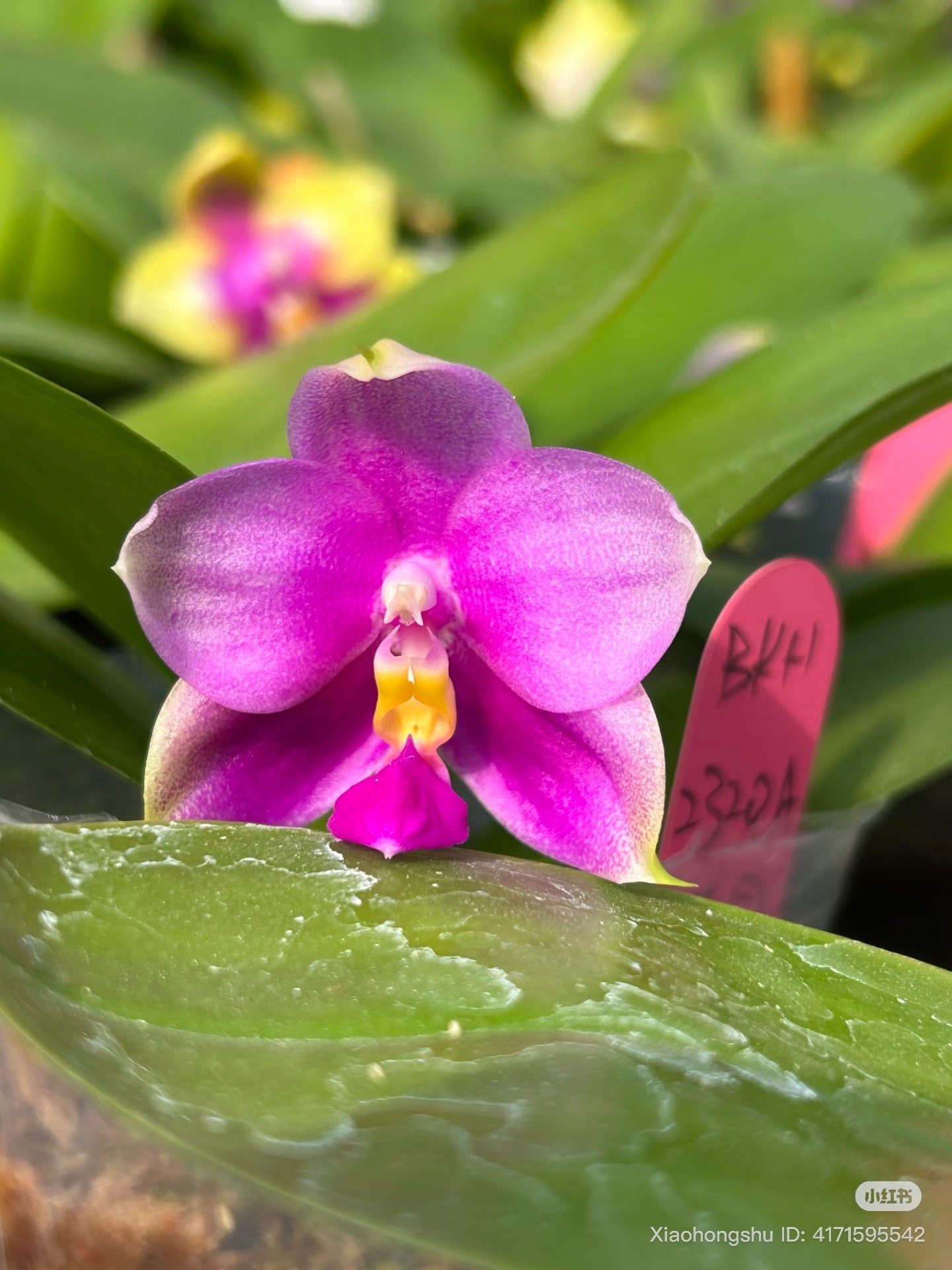 Close-up of Phalaenopsis Orchid Seedling - BKH2320A flower with vibrant magenta and yellow center, ideal for novelty orchid collectors.