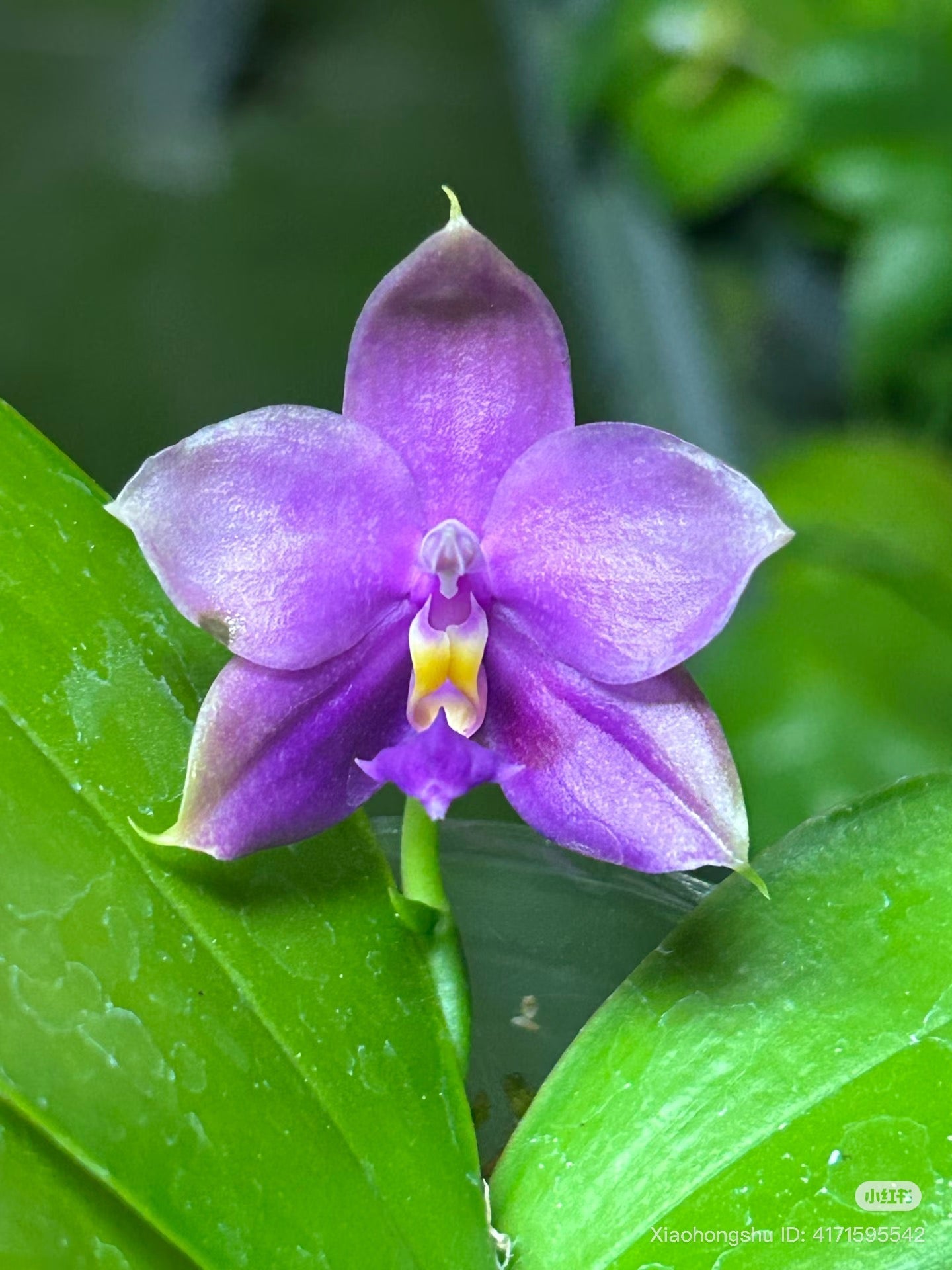 Phalaenopsis Orchid Seedling - BKH2346A bloom with soft purple petals and yellow lip, a rare novelty hybrid for orchid collectors.