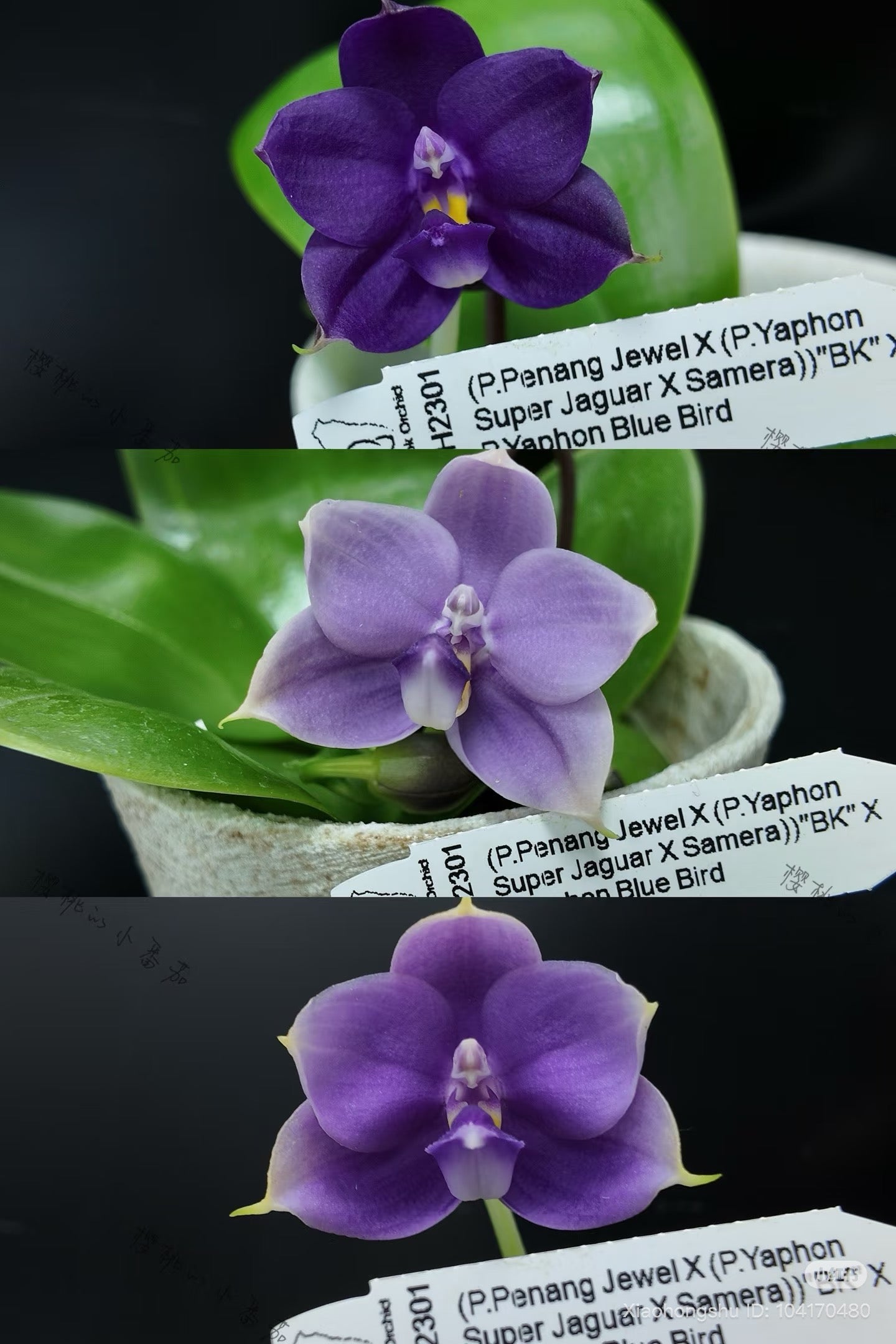 BKH2301 - Phal. (Penang Jewel X (P. Yaphon Super Jaguar x Samera)) ‘BK’ X Phal. Yaphon Blue Bird