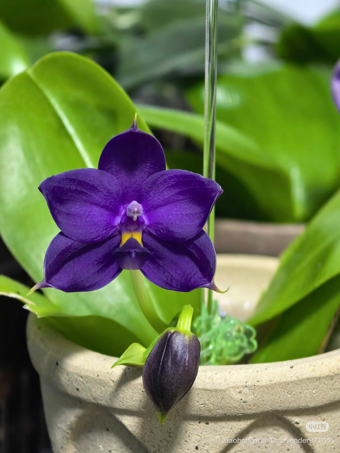 BKH2301 - Phal. (Penang Jewel X (P. Yaphon Super Jaguar x Samera)) ‘BK’ X Phal. Yaphon Blue Bird