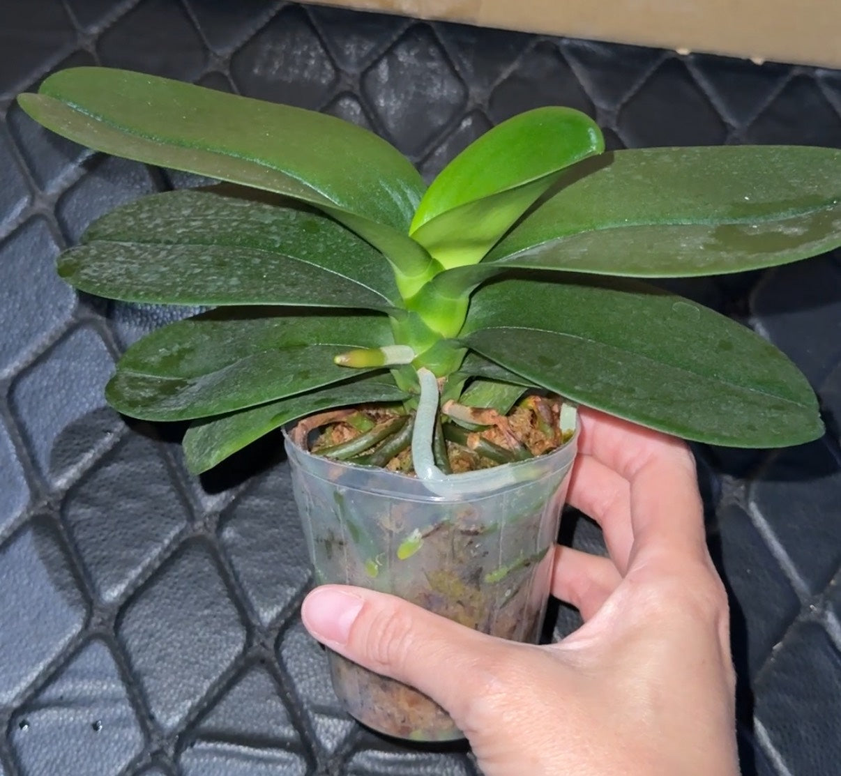 Phalaenopsis Haur Jih Fancy ‘Taida Red Jewel’