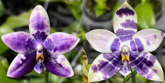 Phal. Lioulin Blue Parrot x Phal. LL Blue Magpie