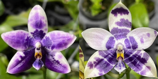 Phal. Lioulin Blue Parrot x Phal. LL Blue Magpie