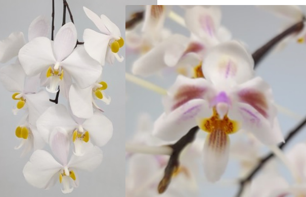 Phal. philippinenesis x Phal. celebensis