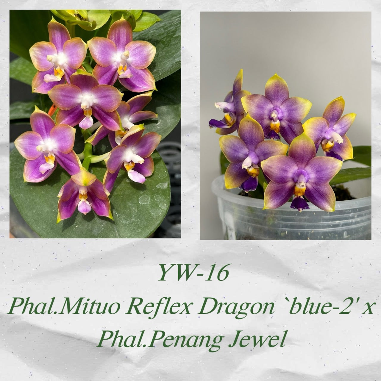 YW-16 Phal. Mituo Reflex Dragon ‘ Blue-2’ x Phal. Penang Jewel