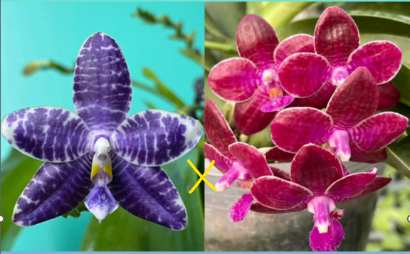 Phal. Lioulin Blue Pheasant x Phal. lueddemannian