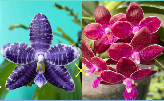 Phal. Lioulin Blue Pheasant x Phal. lueddemannian