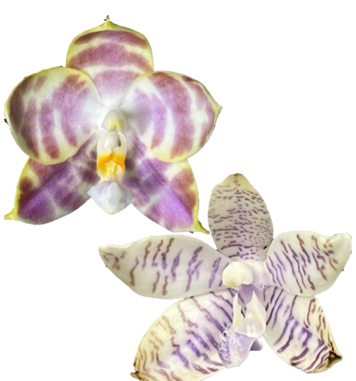 Phal. (Mituo Golden Tiger x Yaphon Yellow Story) x Phal. lueddemannian f. coerulea