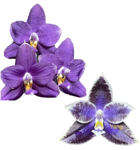 Phal. (Mok Choi Yew x SWR GV) x Phal. LL Blue Leopard