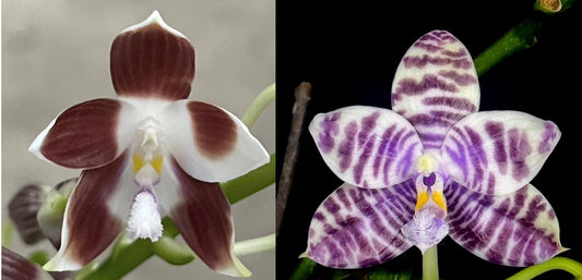 Phal. tetraspis ‘coffee’ x Phal. LL Blue Magpie
