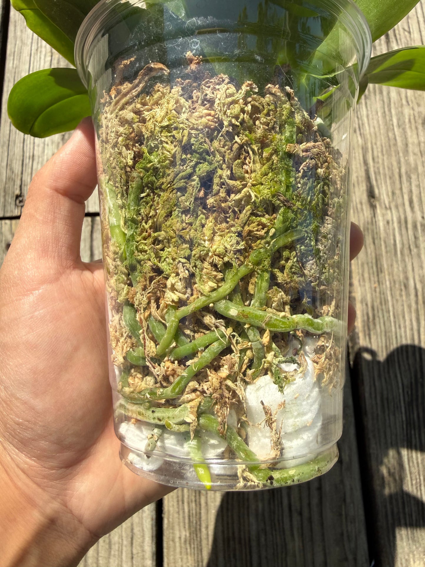 Compot QA055 - Phalaenopsis (Mituo Princess 'MO-479' x Mainshow Blue Tint)