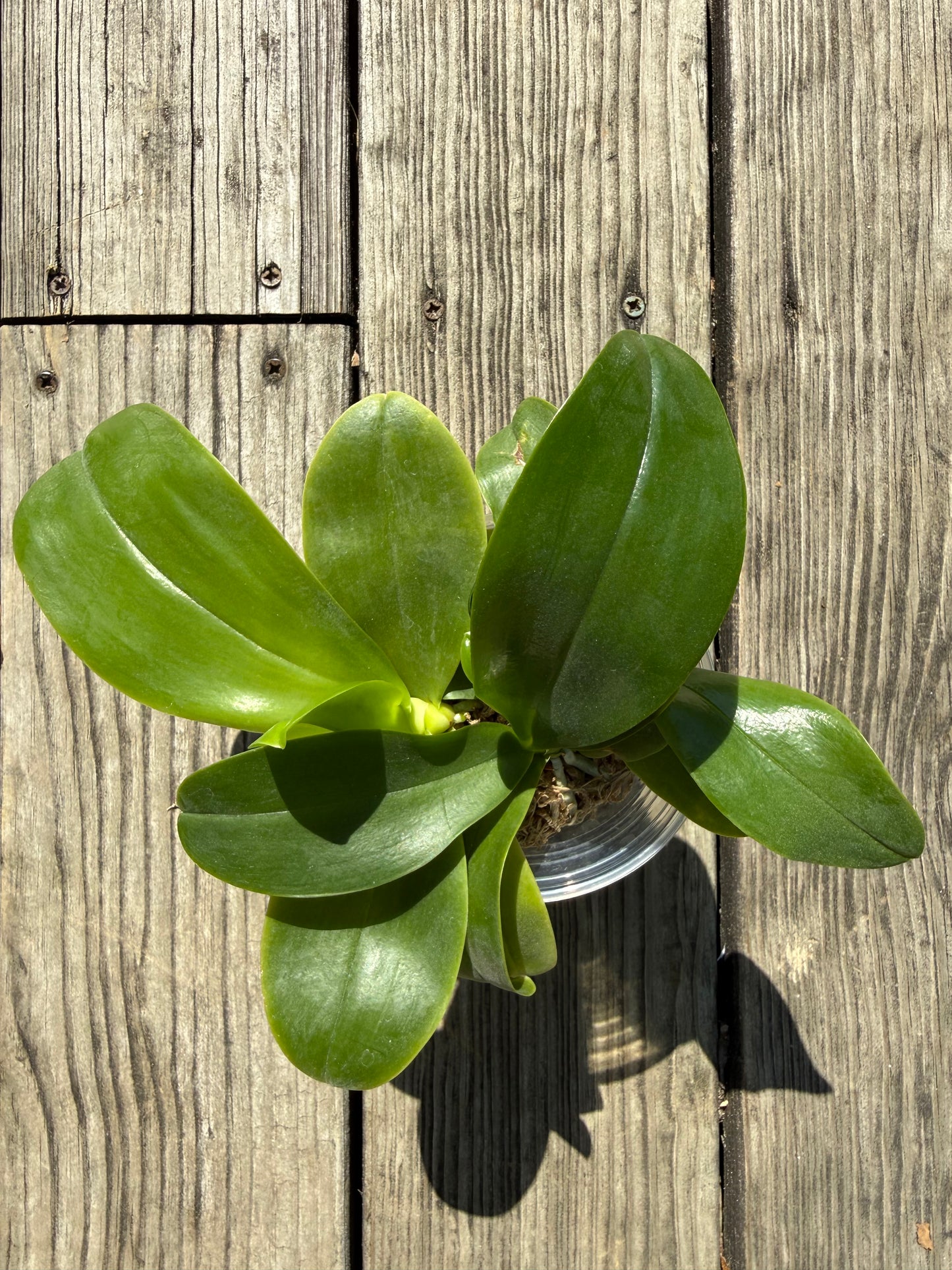 Compot QA073 - Phal. Mainshow Blue Wave x Phal. Mainshow Blue Tint