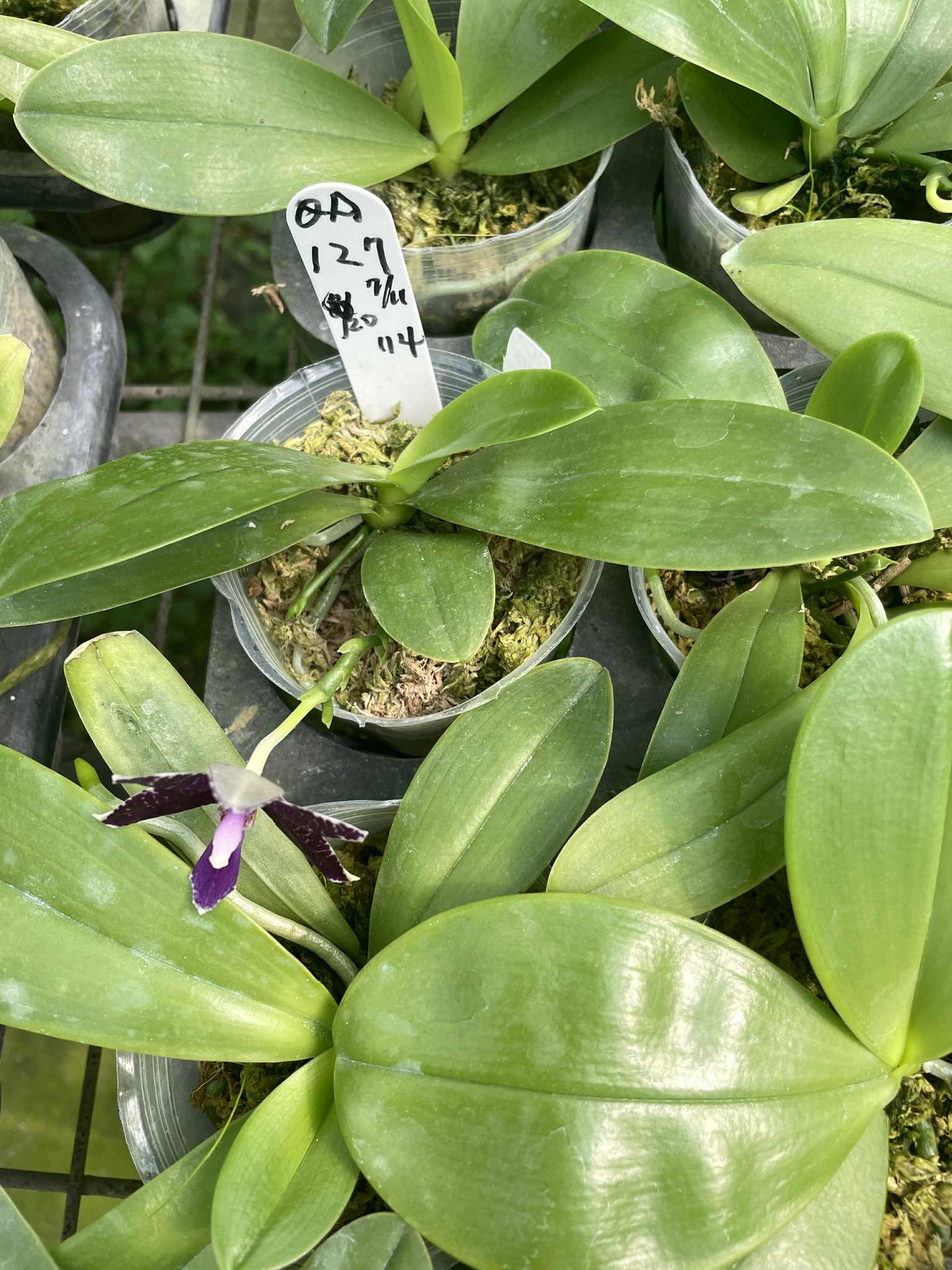 Young Phalaenopsis Orchid Mainshow Magic Blue #3 in 2.5-inch pots with glossy green leaves and a single dark bloom, perfect for home gardening.