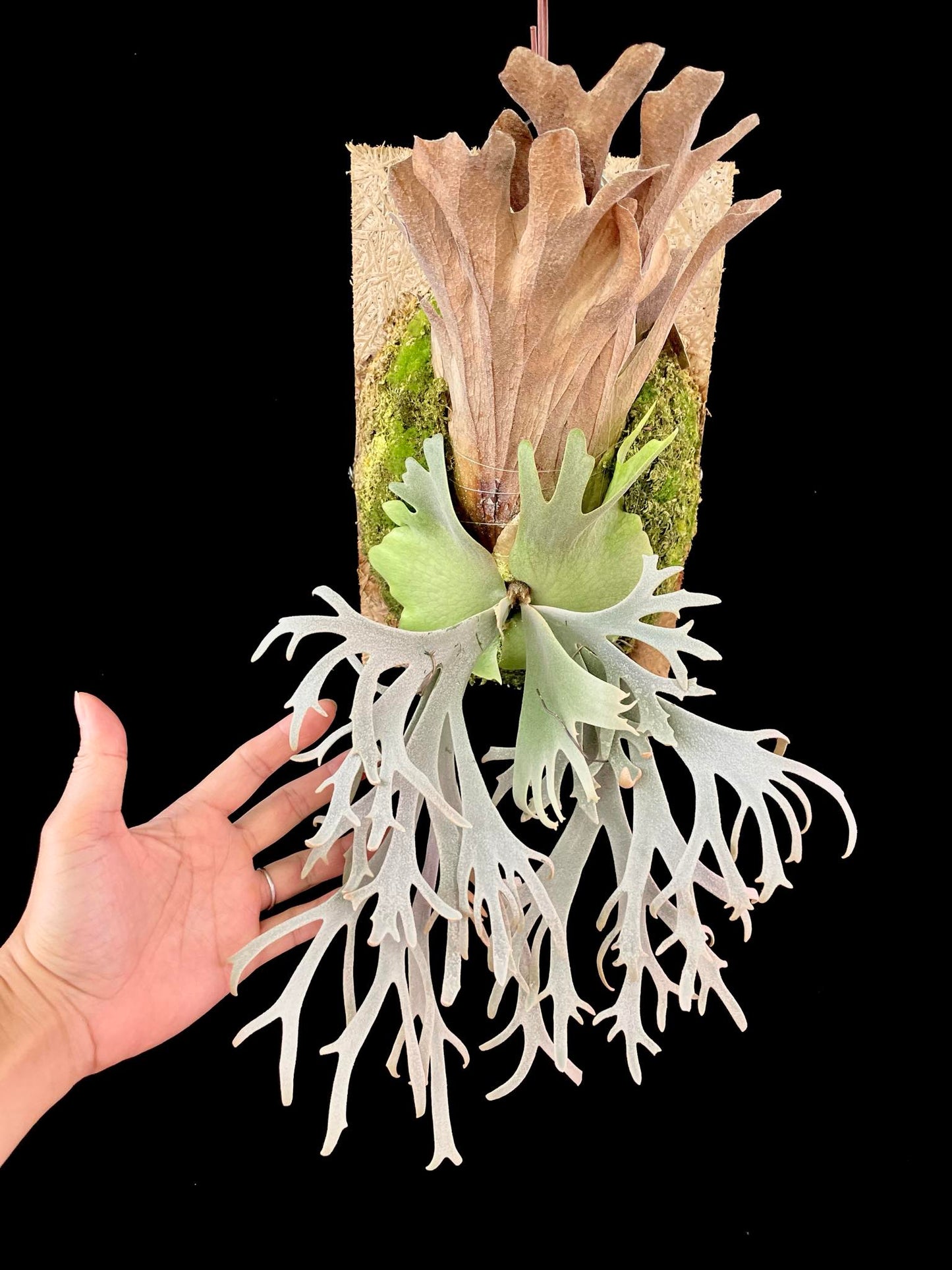 Platycerium Willinckii “Vulpix”