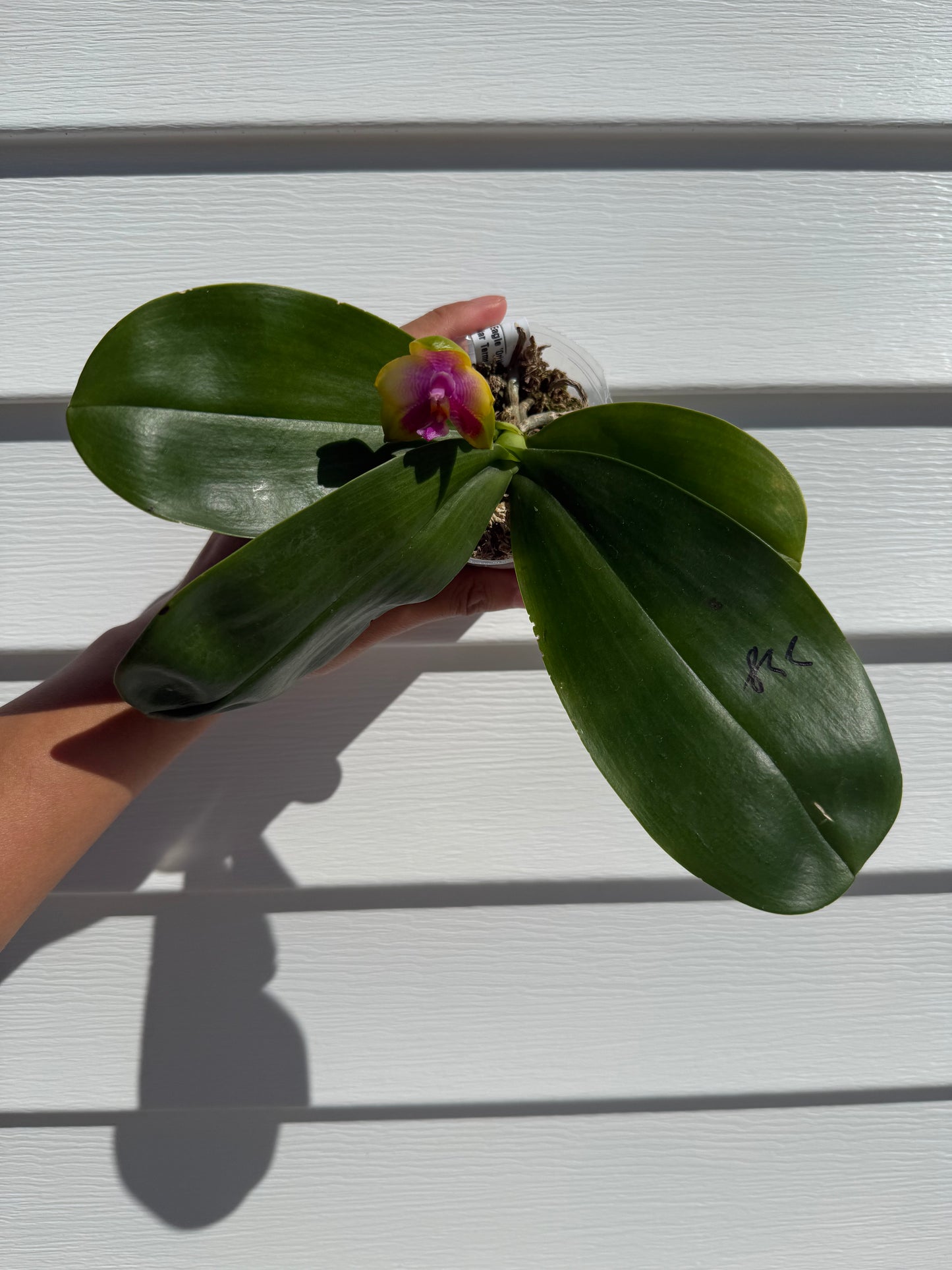 AMM228 - Phal. Mituo Gelb Eagle x Phal. Mituo 24 Solar Terms