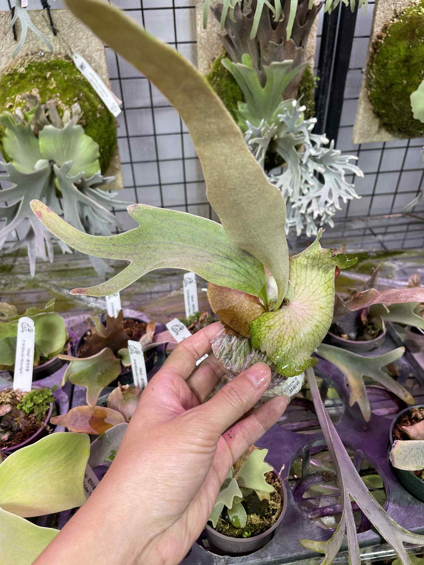 Platycerium Willinckii Pedro Tatsuta