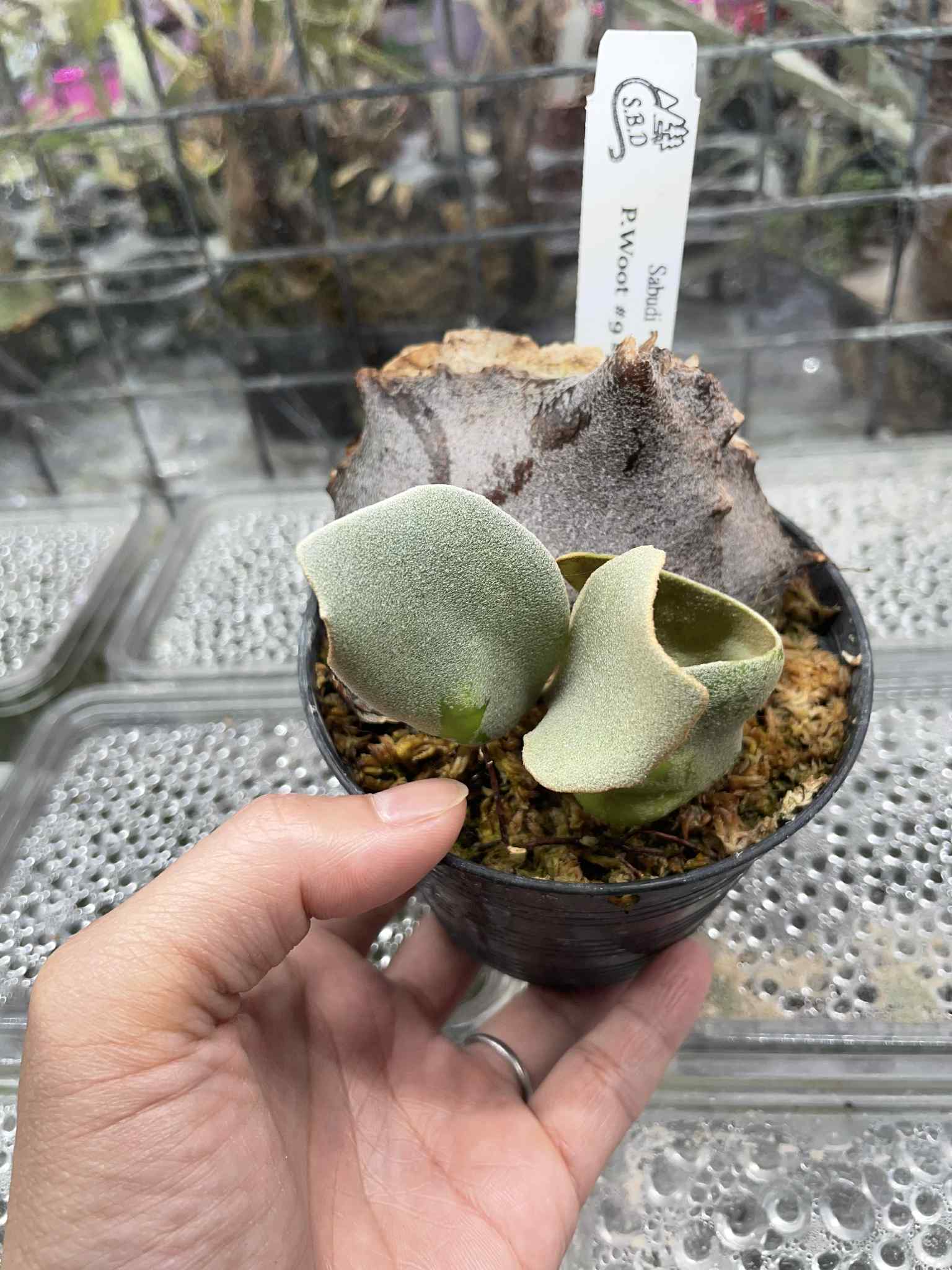 HCorchids