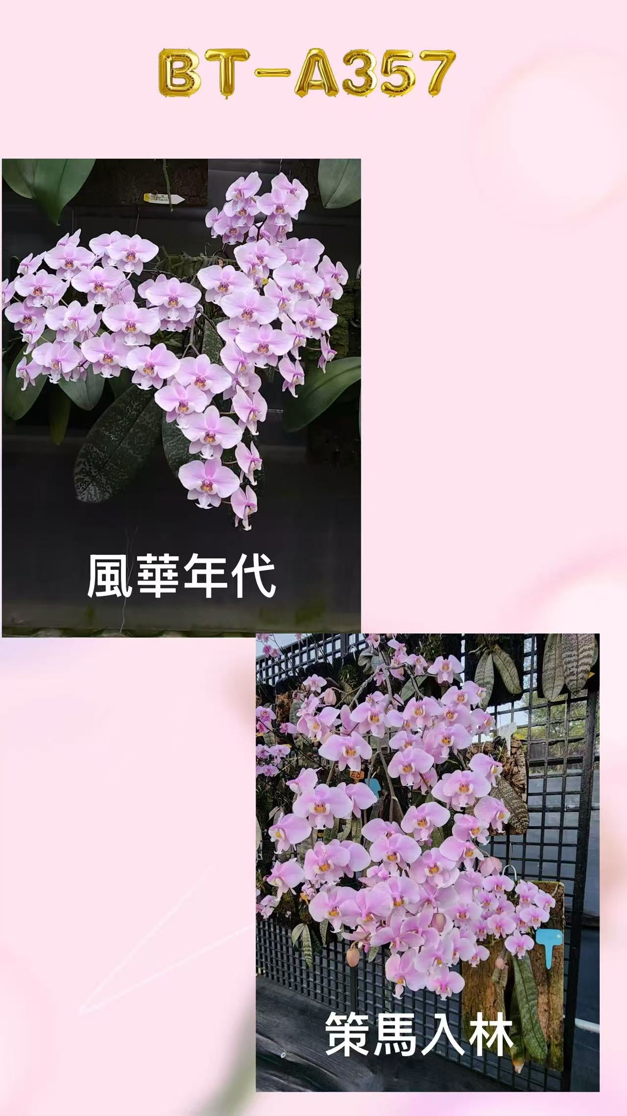 BTA357 - Phal. schilleriana ‘风华年代’ x Phal. schilleriana ‘策马入林’