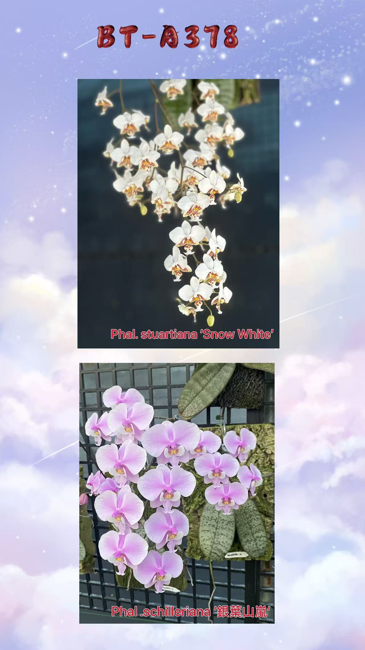 BTA378 - Phal. stuartiana ‘White Snow’ x Phal. schilleriana ‘Sliver Mountain’
