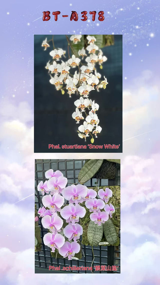 BTA378 - Phal. stuartiana ‘White Snow’ x Phal. schilleriana ‘Sliver Mountain’