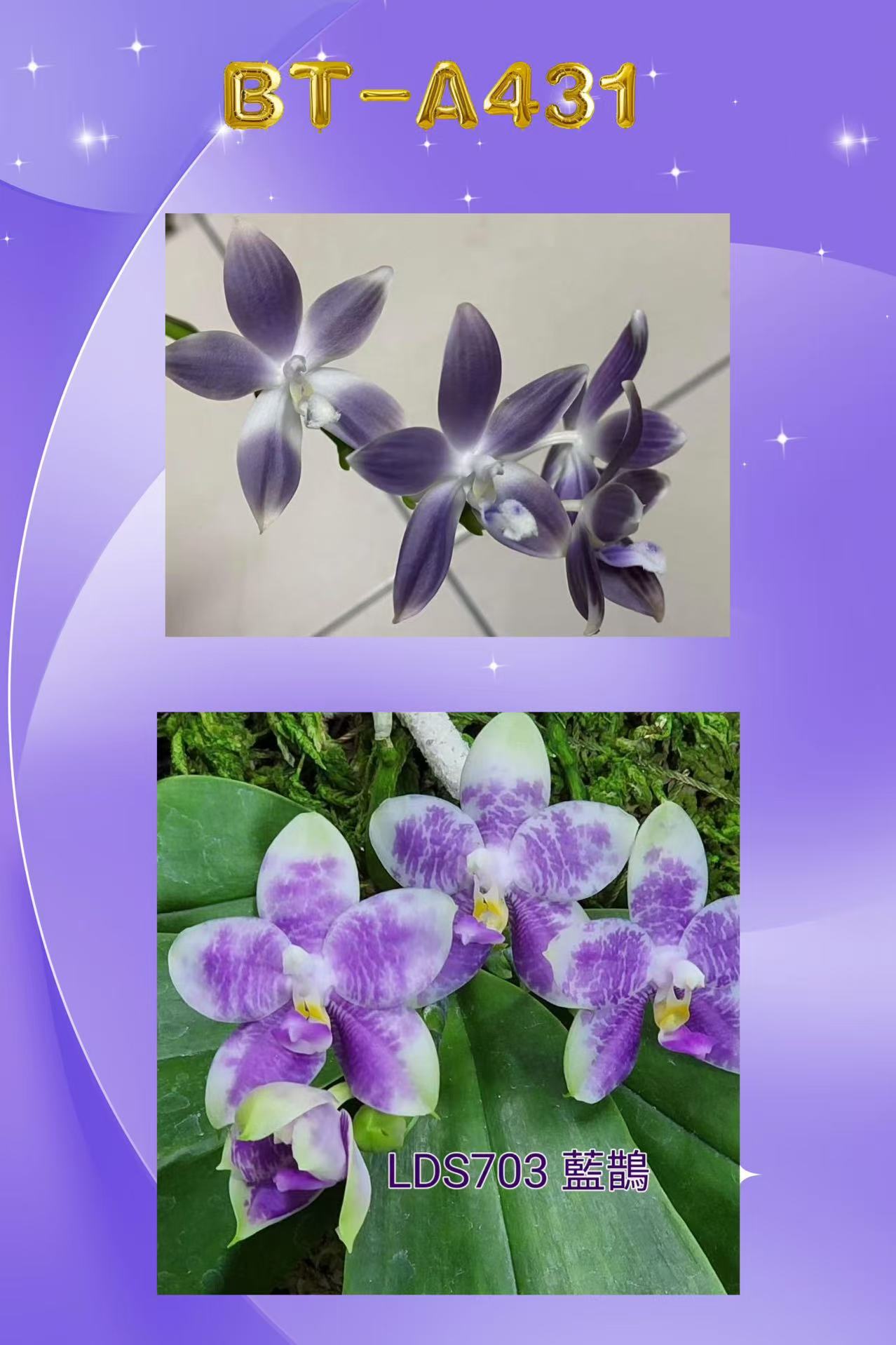 BTA431 - Phal. speciosa f. blue x Phal. LD Avatar ‘Blue Bird’