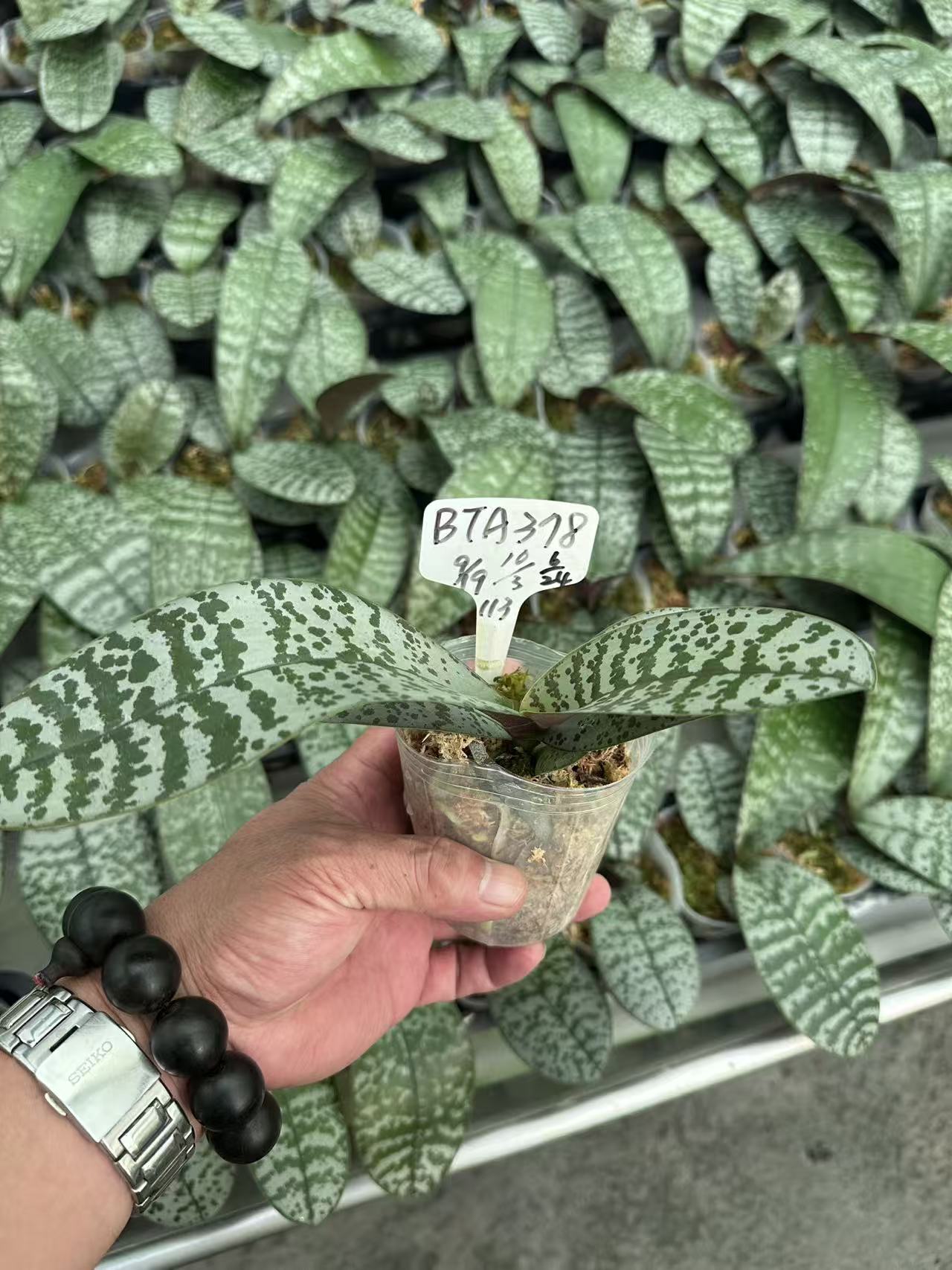 HCorchids