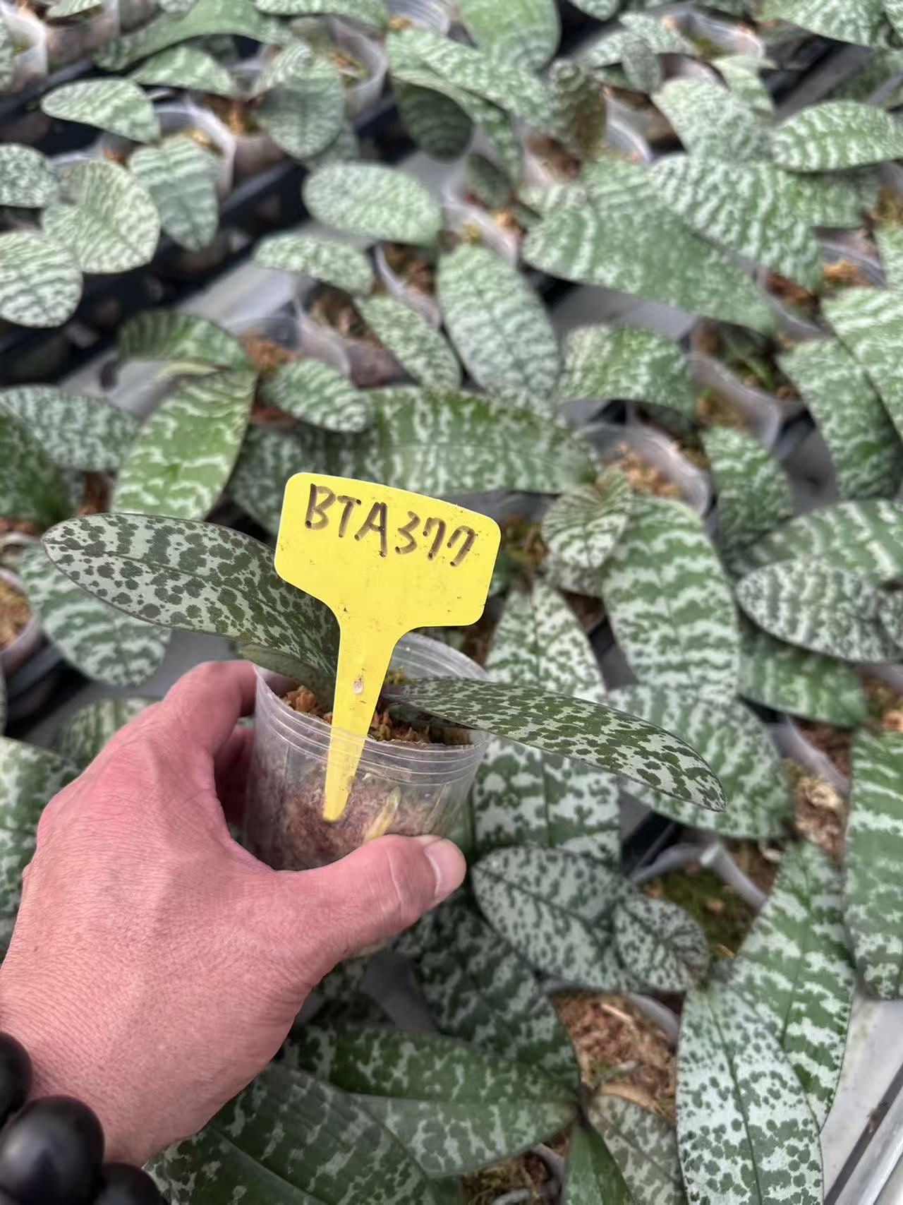 HCorchids