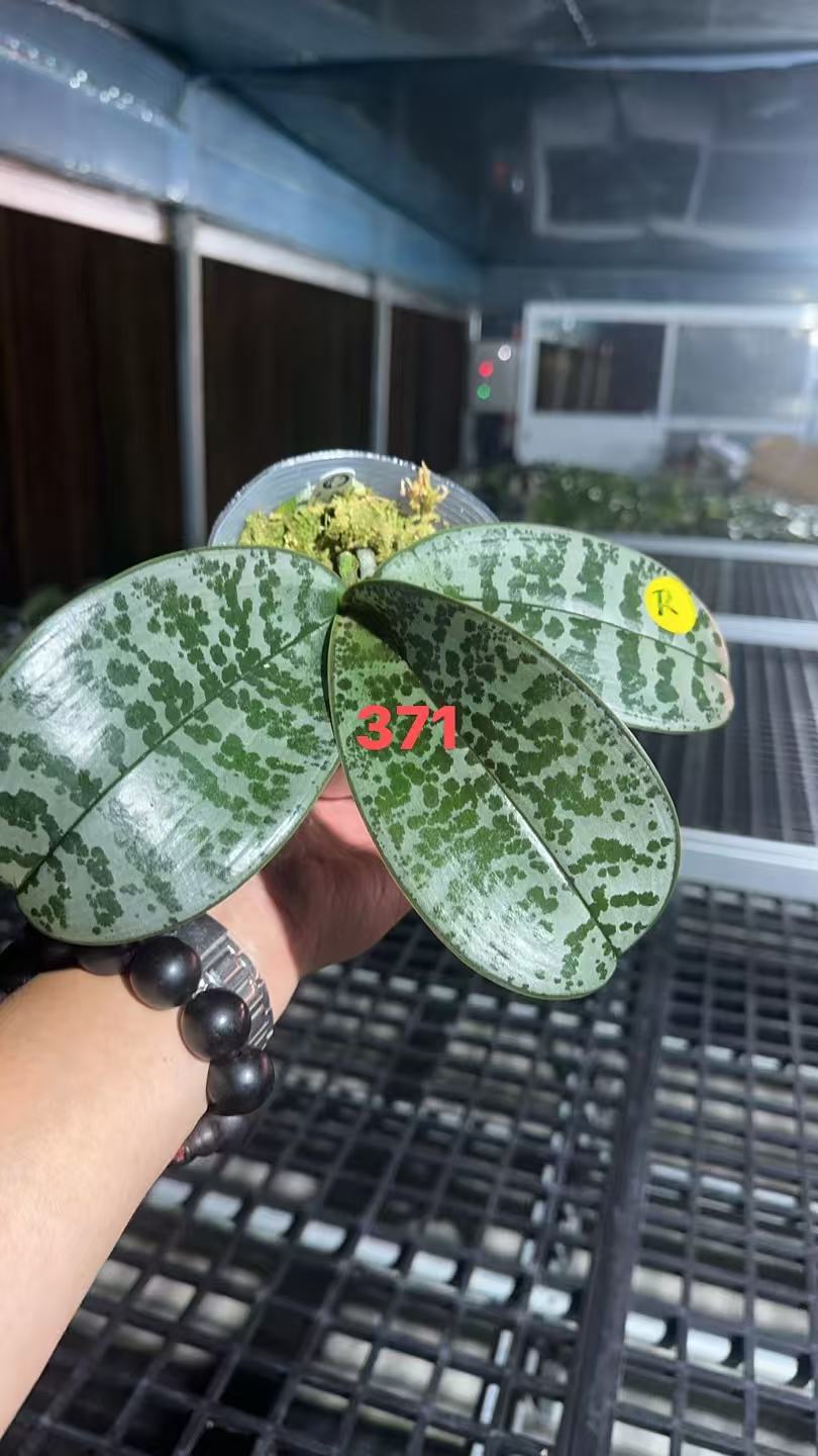 HCorchids